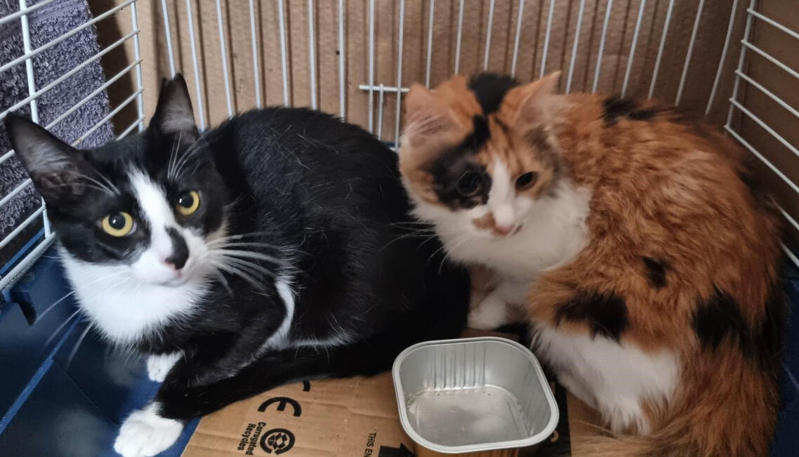 Jack & Oona Jack & Oona